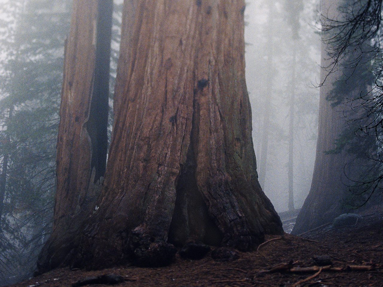 Giant Redwoods