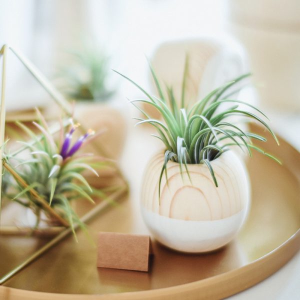Air Plant Holder
