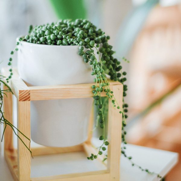 Indoor Planter